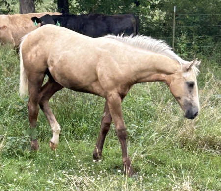 GR Love Me A Corona, American Quarter Horse Filly for sale in Kentucky