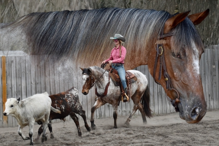 Bay Appaloosa (ApHC) Gelding For Sale | Consigned to Thehorsebay.com, Appaloosa Gelding for sale in Georgia
