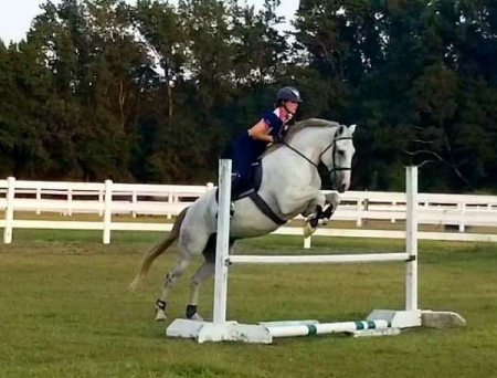 Dutch Warmblood Grey Gelding 16.1 Hands (Hidalgo), Dutch Warmblood Gelding for sale in Kentucky