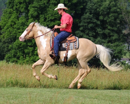 Paint Horse Palomino Overo Mare 15.3 Hands (Kobby), American Paint Horse Association Mare for sale in Georgia