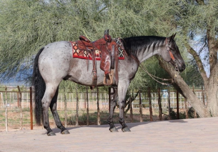Quarter Horse Blue Roan Gelding 14.3 Hands (Legacy), American Quarter Horse Gelding for sale in Missouri
