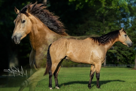 Buckskin AQHA Gelding For Sale | Consigned to Thehorsebay.com, American Quarter Horse Gelding for sale in Mississippi